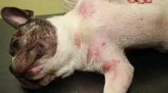 Що таке небезпечний демодекоз у собак: що робити і як лікувати